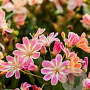 Lewisia Sunset Hybrids GM P9