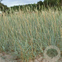 Leymus arenarius GM P9