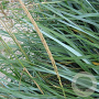 Leymus arenarius GM P9
