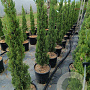 Cupressus sempervirens 80-100 cm 9L