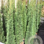 Cupressus sempervirens 300-350 cm container meerstammig
