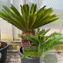 Cycas revoluta 50-70 cm container solitair