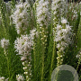 Liatris spicata 'Floristan Weiss' GM P9