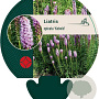 Liatris spicata 'Kobold' GM P9