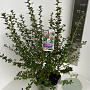 Escallonia 'Apple Blossom' 50-60 cm 5,0L