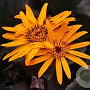 Ligularia dentata GM P9