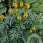 Ligularia przewalskii GM P9