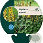 Ligularia przewalskii GM P9