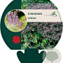 Limonium latifolium GM P9