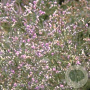 Limonium latifolium GM P9
