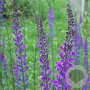 Linaria purpurea GM P9