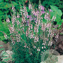 Linaria purpurea 'Canon J. Went' GM P9