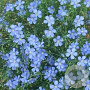 Linum perenne GM P9