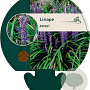 Liriope muscari GM P9