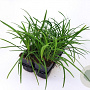 Liriope muscari 'Big Blue' GM P9