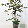 Fagus sylvatica 80-100 cm 5,0L geveerd