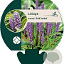 Liriope muscari 'Gold Banded' GM P9