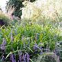 Liriope muscari 'Ingwersen' GM P9