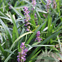 Liriope muscari 'Majestic' GM P9