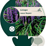 Liriope muscari 'Majestic' GM P9