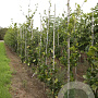Fagus syl. 'Dawyck' 6-8 HO draadkluit geveerd