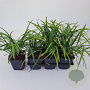 Liriope muscari 'Moneymaker' GM P9