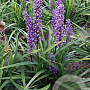 Liriope muscari 'Moneymaker' GM P9