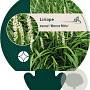 Liriope muscari 'Monroe White' GM P9