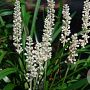 Liriope muscari 'Monroe White' GM P9