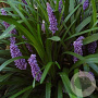 Liriope muscari 'Royal Purple' GM P9