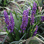 Liriope muscari 'Royal Purple' GM P9