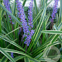 Liriope muscari 'Variegata' GM P9