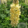 Lupinus 'Chandelier' GM P9