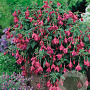 Fuchsia 'Tom Thumb' GM P9
