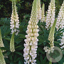 Lupinus 'Gallery White' GM P9