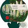 Lupinus 'Gallery White' GM P9
