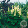 Lupinus 'Gallery Yellow' GM P9