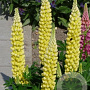 Lupinus 'Gallery Yellow' GM P9