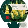 Lupinus 'Gallery Yellow' GM P9