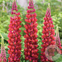 Lupinus 'My Castle' GM P9