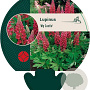 Lupinus 'My Castle' GM P9