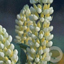 Lupinus 'Noble Maiden' GM P9