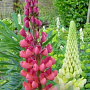 Lupinus polyphyllus GM P9