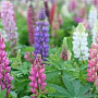 Lupinus Russell Hybrids GM P9