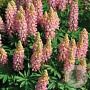 Lupinus 'The Chatelaine' GM P9