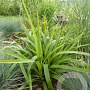 Luzula nivea 'Schattenkind' GM P9