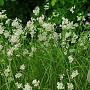 Luzula nivea 'Schneehäschen' GM P9