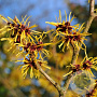 Hamamelis virginiana 14-16 HO draadkluit