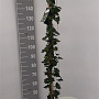 Hedera hibernica 150-175 cm 5,0L