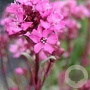 Lychnis alpina GM P9